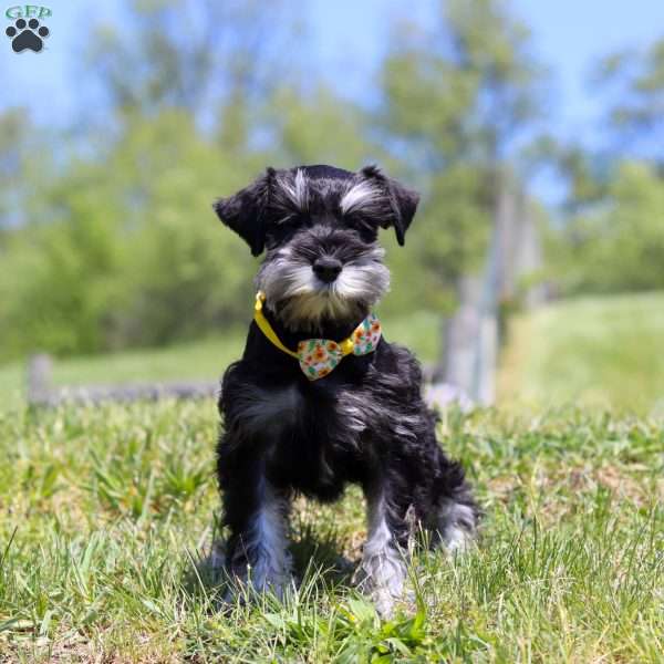 Dylan, Miniature Schnauzer Puppy